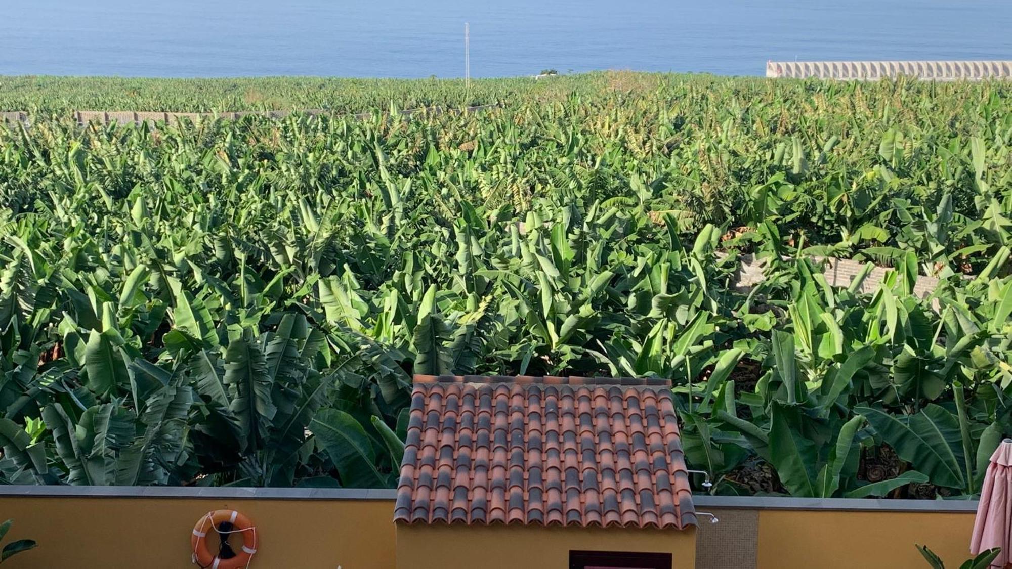 Apartamento Los Guirres Tazacorte Εξωτερικό φωτογραφία